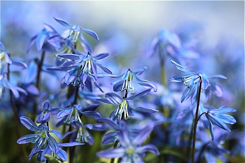 blue flowers