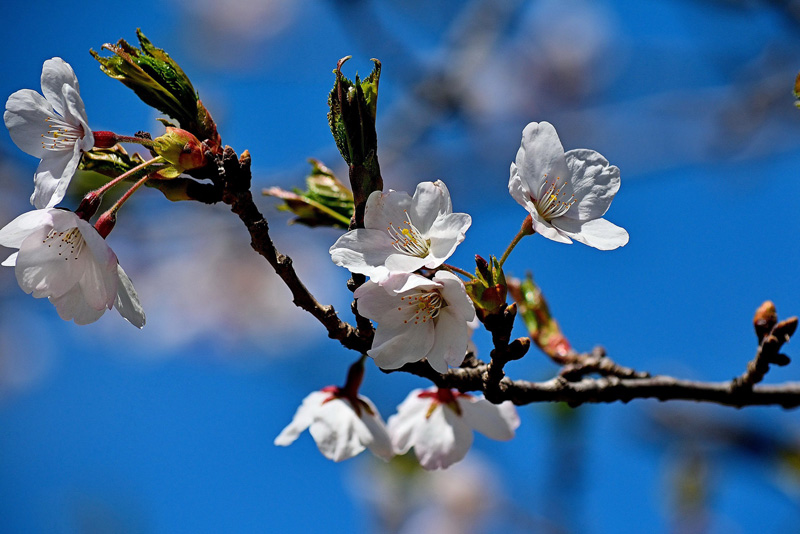 sakura cherry blossoms